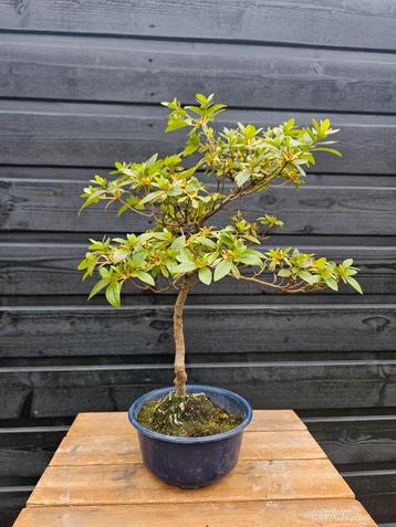 Azalea Satsuki " Kirin no Kagami" bonsai beschikbaar voor biedingen