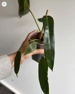 Philodendron Spiritus Sancti, Ophalen of Verzenden, Halfschaduw, Minder dan 100 cm