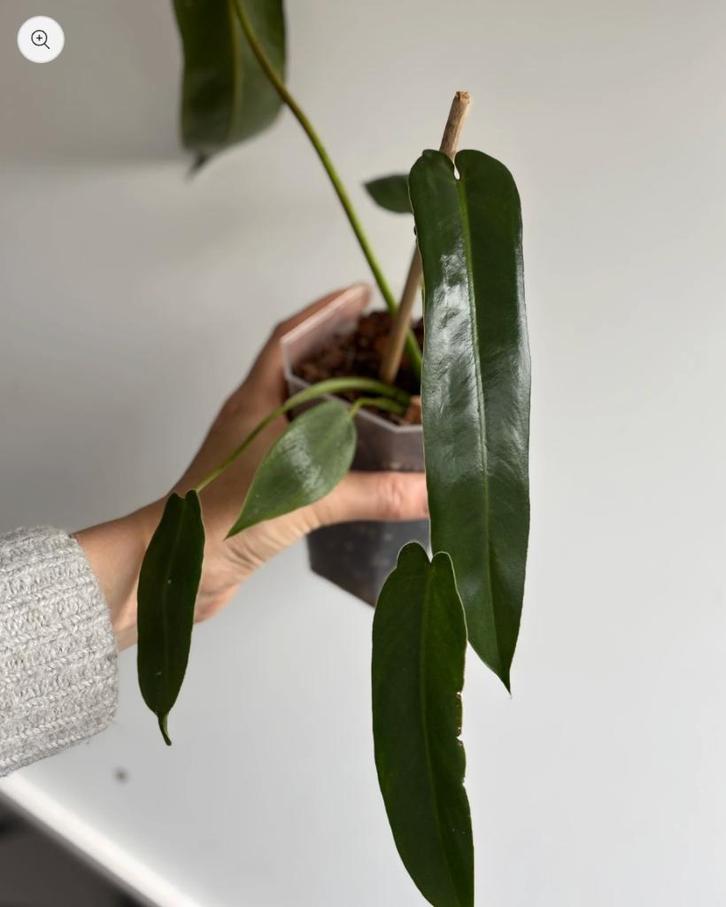 Philodendron Spiritus Sancti, Huis en Inrichting, Kamerplanten, Minder dan 100 cm, Halfschaduw, Ophalen of Verzenden