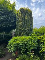 Grote taxus baccata GRATIS, Tuin en Terras, Ophalen, Taxus, 250 cm of meer