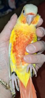 Pyrrhura molinea dilute opaline (Suncheek) baby's, Geslacht onbekend, Parkiet, Tam