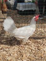 Horlepiep zoekt een huisje! (Leghorn), Vrouwelijk, Kip