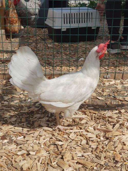 Horlepiep zoekt een huisje! (Leghorn), Dieren en Toebehoren, Pluimvee, Kip, Vrouwelijk