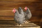 Kuikens Hollandse blauwe €15 per stuk, ophalen in Voorhout, Kip