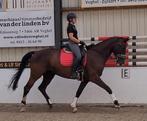 11-jarige merrie El capone x Vivaldi, Dieren en Toebehoren, Paarden, Merrie, 175 cm of meer, Dressuurpaard, 11 jaar of ouder