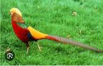 2 prachtige Goudfazant hanen op kleur - zitten samen., Dieren en Toebehoren, Mannelijk, Overige soorten