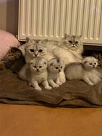 Kittens, Dieren en Toebehoren, Katten en Kittens | Raskatten | Korthaar, Meerdere dieren