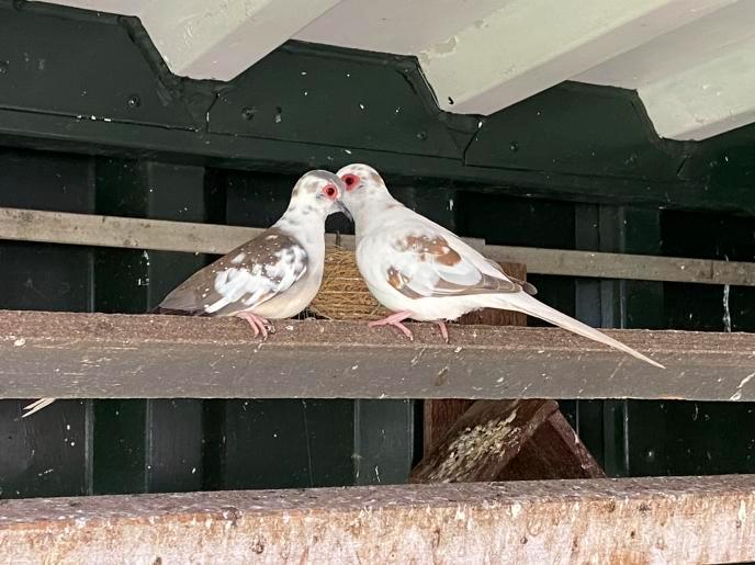 Meerdere Bonte Diamantduifjes, Dieren en Toebehoren, Vogels | Duiven, Overige soorten, Meerdere dieren