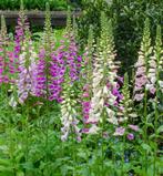 Vingerhoedskruid ‘Digitalis’ vaste plant roze mix €1, Ophalen, Zomer, Overige soorten, Volle zon