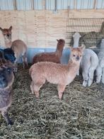 Alpaca hengsten en merrie, Dieren en Toebehoren, Overige Dieren