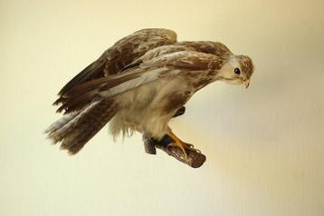 Taxidermie opgezette roofvogel beschikbaar voor biedingen
