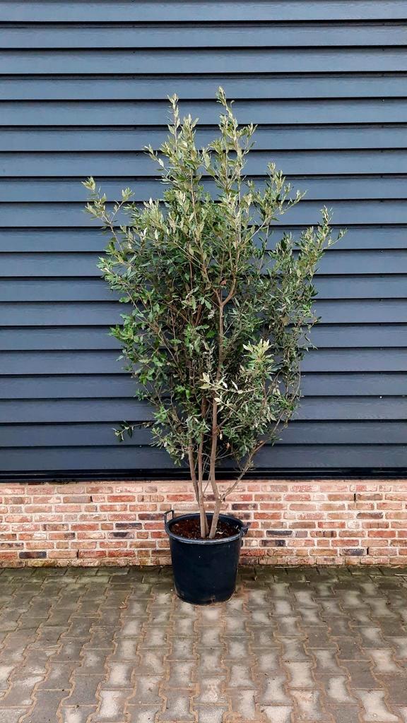 Quercus Ilex meerstam steeneik🌿, Tuin en Terras, Planten | Bomen, Overige soorten, Halfschaduw, Ophalen