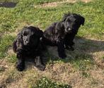 Bouvier pups te koop, Dieren en Toebehoren, 8 tot 15 weken, Meerdere, Meerdere dieren, Nederland