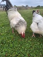 Sussex columbia groot haan, Mannelijk, Kip