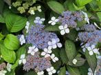 Hydrangea serr. 'Bluebird' (='Aigaku') Hortensia schermvorm, Ophalen of Verzenden, Hortensia, Struik, Minder dan 100 cm