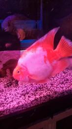 Mooie volwassen papegaai cichlide, Dieren en Toebehoren, Vissen | Aquariumvissen, Vis, Schoolvis