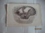 ansichtkaart poes van libelle, Ophalen of Verzenden, 1980 tot heden, Gelopen, Hond of Kat