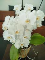 Super mooie Orchideeën, Ophalen