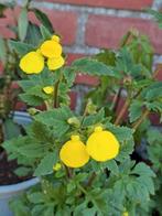 Zaden Calceolaria mexicana goldcap, Verzenden, Volle zon