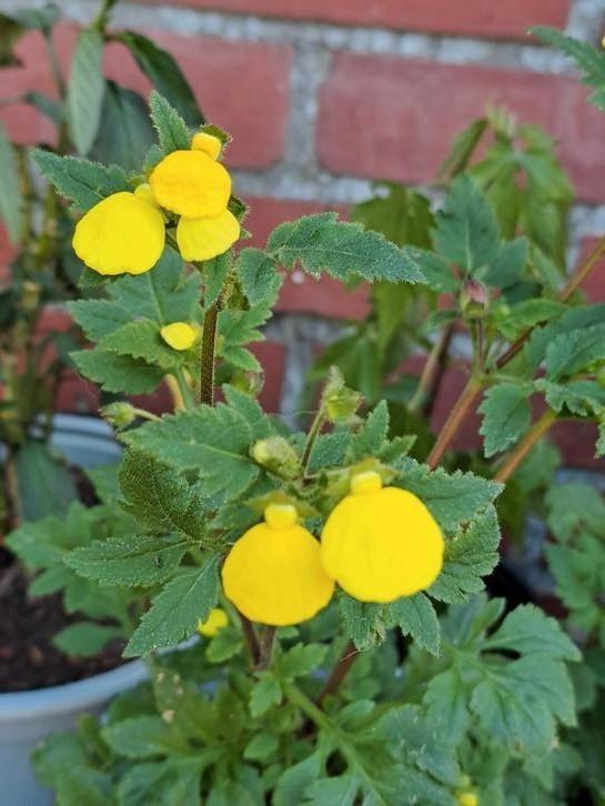 Zaden Calceolaria mexicana goldcap, Tuin en Terras, Bloembollen en Zaden, Volle zon, Verzenden