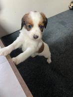 Kooiker pup reutje. Mag nest verlaten., Rabiës (hondsdolheid), 8 tot 15 weken, Eén hond, Nederland