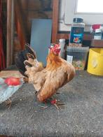 Broedeieren  tarwe kleur serama's A/B klasse, Dieren en Toebehoren, Meerdere dieren, Kip