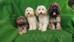 Maltipoo pups  ( 4 REUTJES ), Dieren en Toebehoren, Maltezer, Nederland, 15 weken tot 1 jaar, CDV (hondenziekte)