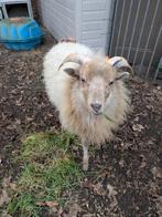 Drents heideschaap ram