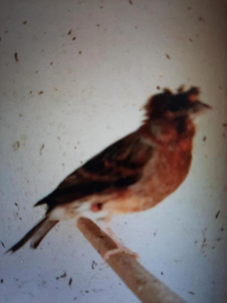 t.k.4 mooie harlekijn -kanaries mannen m.kleur flt goed 2025, Dieren en Toebehoren, Vogels | Kanaries, Kleurkanarie, Mannelijk