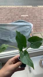 Alocasia gageana, Huis en Inrichting, Kamerplanten, Ophalen of Verzenden, Halfschaduw, Minder dan 100 cm