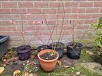 Blauwe bes 5 struiken, Ophalen of Verzenden, Vaste plant, Fruitplanten, Halfschaduw
