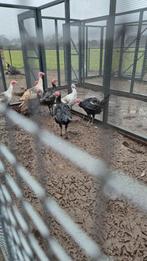 Jonge kalkoenen, Dieren en Toebehoren, Pluimvee, Meerdere dieren, Kalkoen