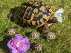 Griekse landschildpadjes 4 stuks(Testudo Hermanni Boettgeri), Schildpad