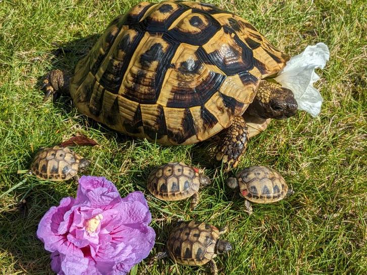 Griekse landschildpadjes 3 stuks(Testudo Hermanni Boettgeri), Dieren en Toebehoren, Reptielen en Amfibieën, Schildpad