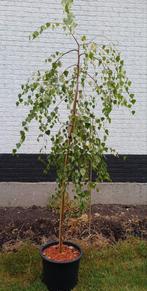 Berk Youngii 20 liter pot., Ophalen, Bloeit niet, Overige soorten, 100 tot 250 cm