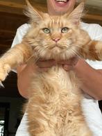 2 Maine Coon poezen, fokpoes, Mainecoon!, Dieren en Toebehoren, Katten en Kittens | Raskatten | Langhaar, Poes, Met stamboom