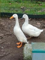 Loopeend, Dieren en Toebehoren, Pluimvee, Mannelijk, Eend