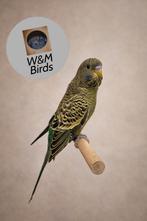 Blackface split blackwing, Mannelijk, Parkiet, Geringd