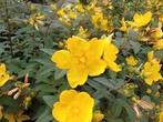 Hypericum planten p9. Bodembedekkende, sierheester, Overige soorten, Vaste plant, Ophalen of Verzenden, Halfschaduw