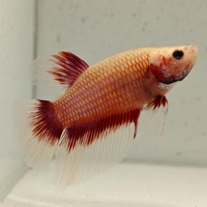 Betta splendens man 63, Dieren en Toebehoren, Vissen | Aquariumvissen, Vis