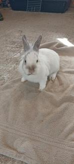 Een lief en schattig baby dwerg konijntje, Dieren en Toebehoren, Vrouwelijk, Dwerg, 0 tot 2 jaar