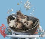 Ragdoll kitten stamboom/ garantie / ouders getest, Poes, Ontwormd