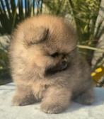 Pomeriaan pomeranian, Rabiës (hondsdolheid), Reu, 8 tot 15 weken, Poolhond