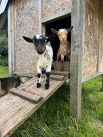 Geitjes en bokjes, Dieren en Toebehoren, Meerdere dieren, Geit