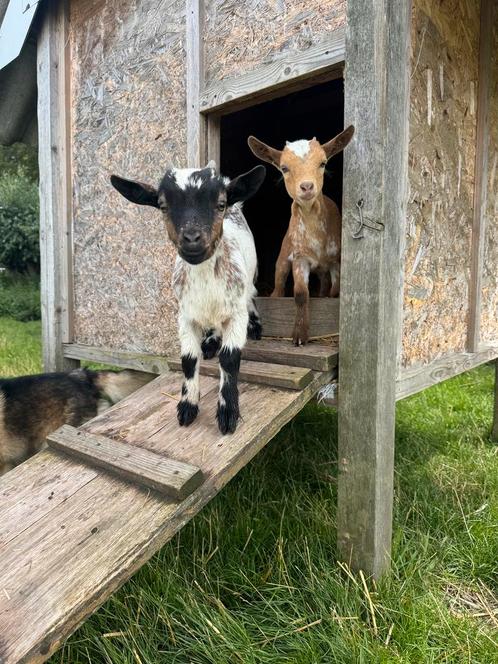 Geitjes en bokjes, Dieren en Toebehoren, Schapen, Geiten en Varkens, Geit, Meerdere dieren