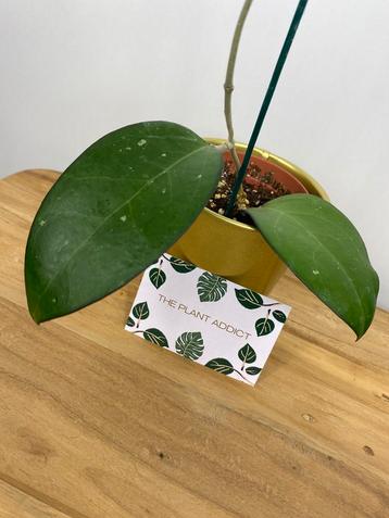 Hoya sp PMP 176 ’Puom Siam Ruby’ (cv. Joy x cv. Jennifer) beschikbaar voor biedingen