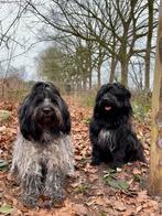 Schapendoes dekreu gezocht, Ophalen, Nieuw