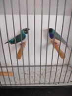 Gouldamadines, Dieren en Toebehoren, Vogels | Overige Vogels, Meerdere dieren, Tropenvogel, Geringd