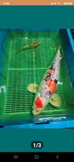 Jumboi koi 65cm, Dieren en Toebehoren, Vissen | Vijvervissen, Karper of Koi