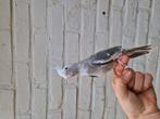 Tekoop 2 Tamme valkparkieten met kooi en speel rek, Dieren en Toebehoren, Vogels | Overige Vogels, Meerdere dieren, Tropenvogel